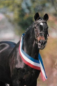 Cor de la Bryre - Warmblood Stallion